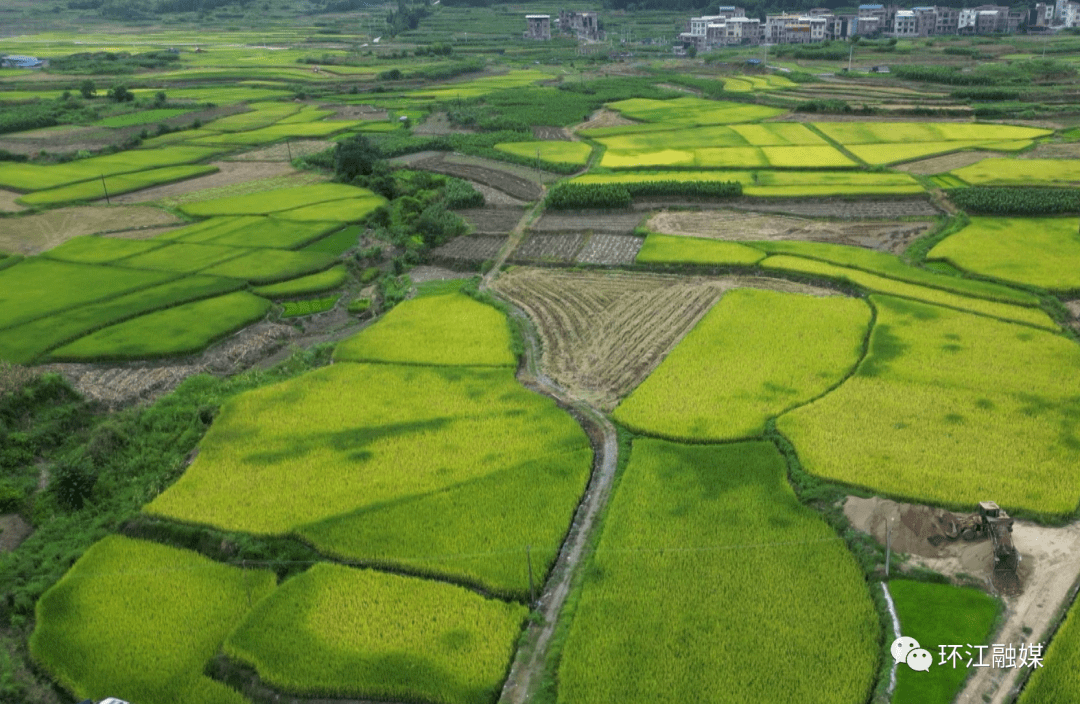 环江东兴镇群策群力抗旱取成效_离开_灌溉_早稻
