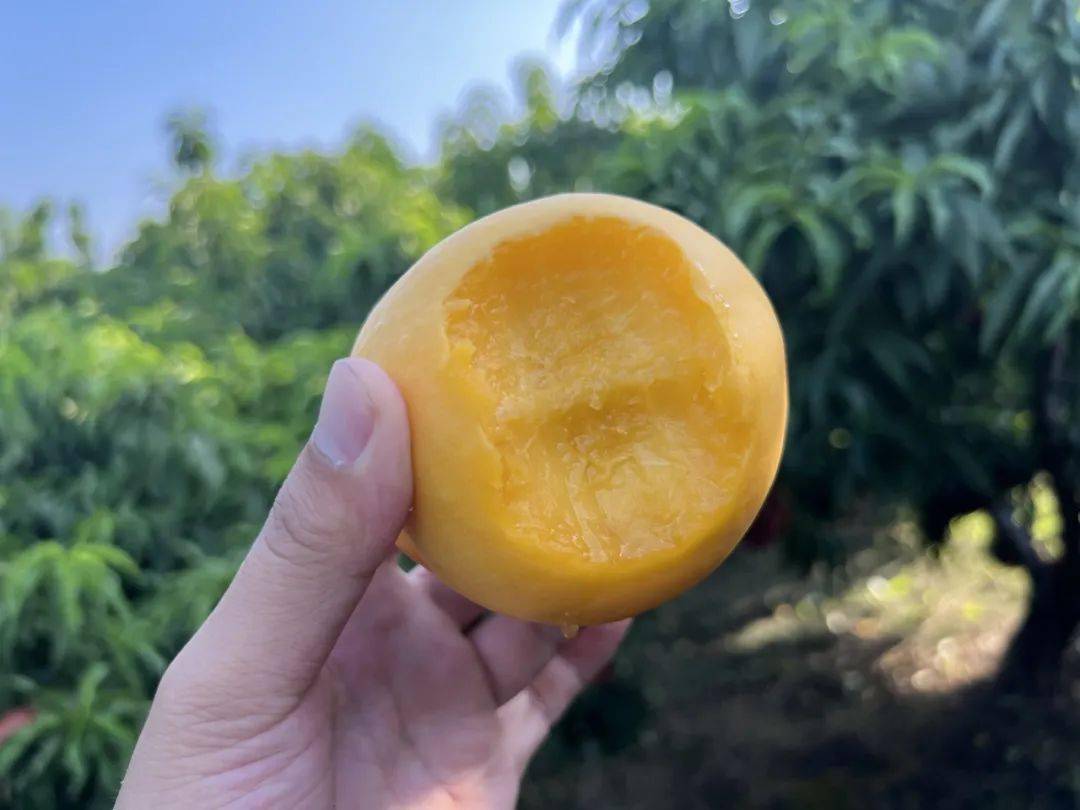 网红芒果油桃你试过了吗!