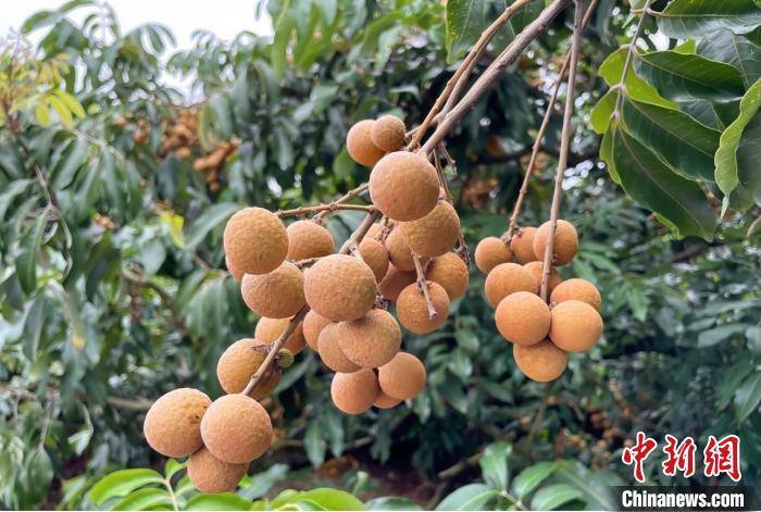 广西龙眼年产量约62万吨 降低物流成本吸引客商采购_活动_全国_贵港
