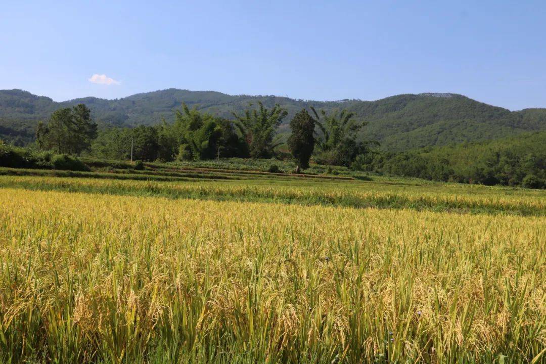 在景谷县碧安乡兴裕村耕地占补平衡项目的稻田里,沉甸甸的稻穗随风