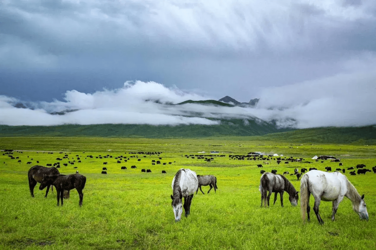 黄河上游 绿色玛曲_生态_草原_建设