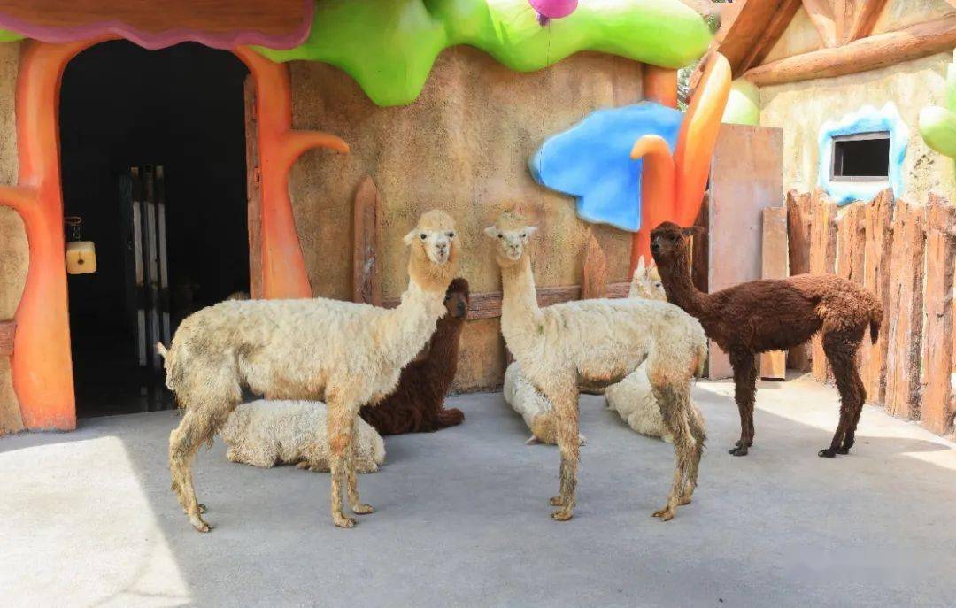 丰城唯美养生谷动物世界:计划9月中旬试运营_项目_江西_休闲