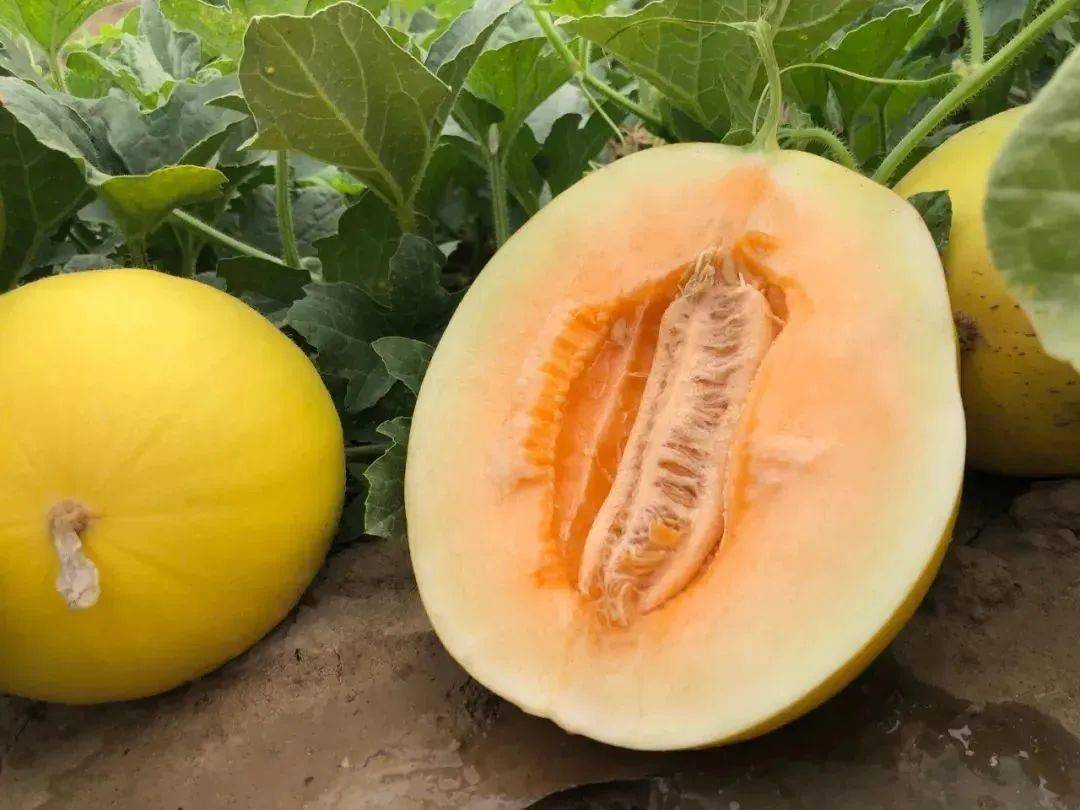 【民勤沙漠蜜瓜 | 全国包邮】18度甜,9.9元付邮送一个,17.