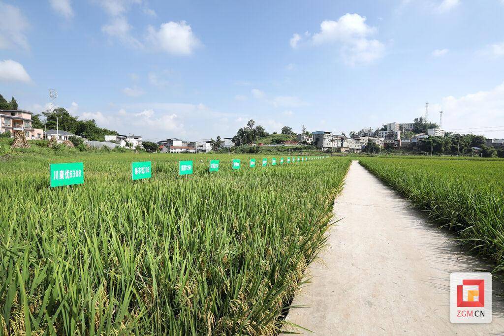 富顺县古佛镇水稻长势喜人_对比_新品种_摄影