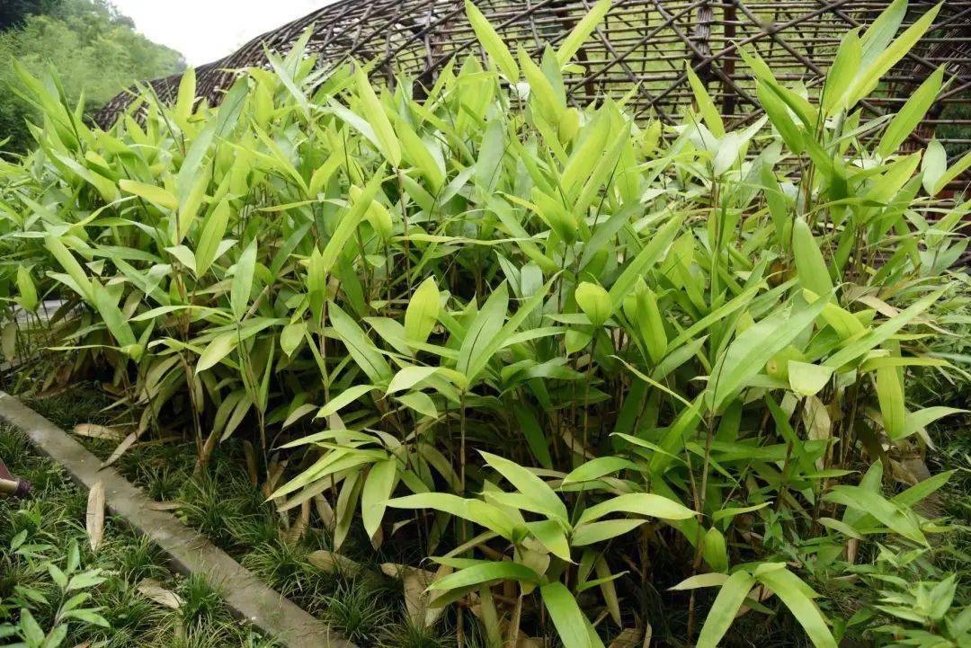 【竹业科普】植物家族之竹类植物大鉴赏_特征_cm_用途