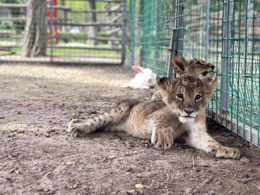 平顶山这对"知名双胞胎"断奶了,每天两顿牛肉,定时亮相!