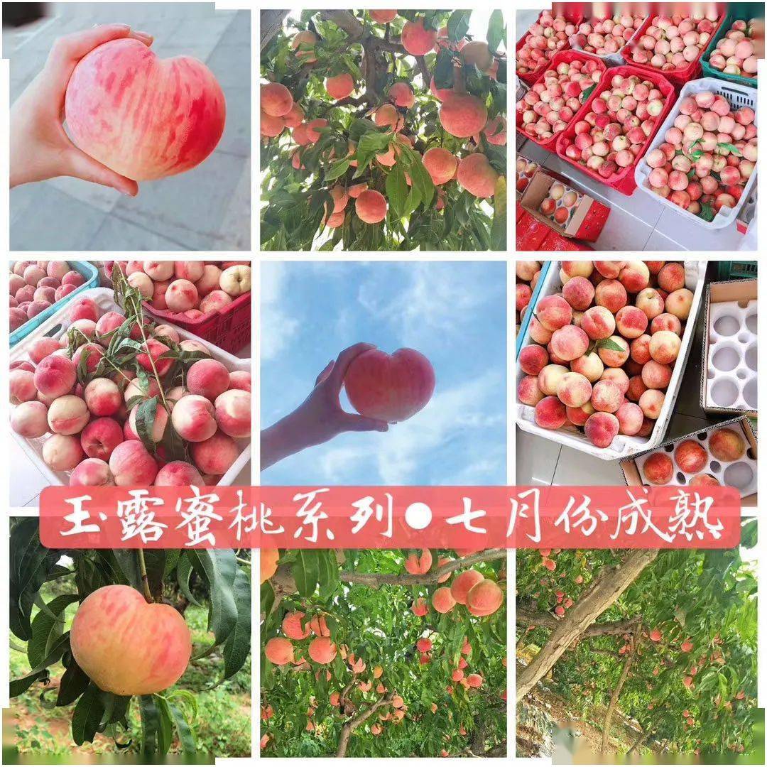 【精品玉露水蜜桃】开团价仅49.9元一箱!桃中"白富美"就是它!