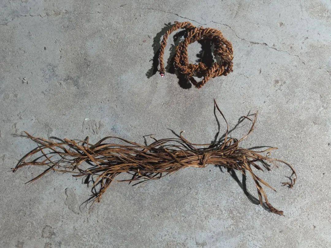 制作火绳的材料来自海拔2000米以上山崖生长的苦香树又称为火绳树把