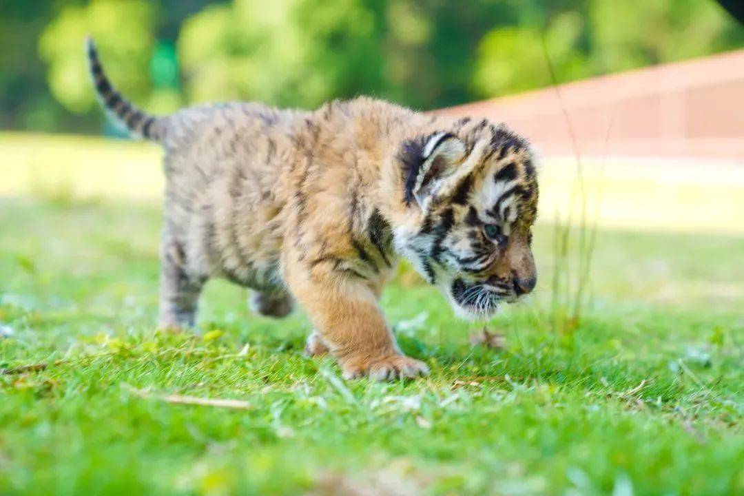 守护国宝华南虎期待您的加入!_福建_方式