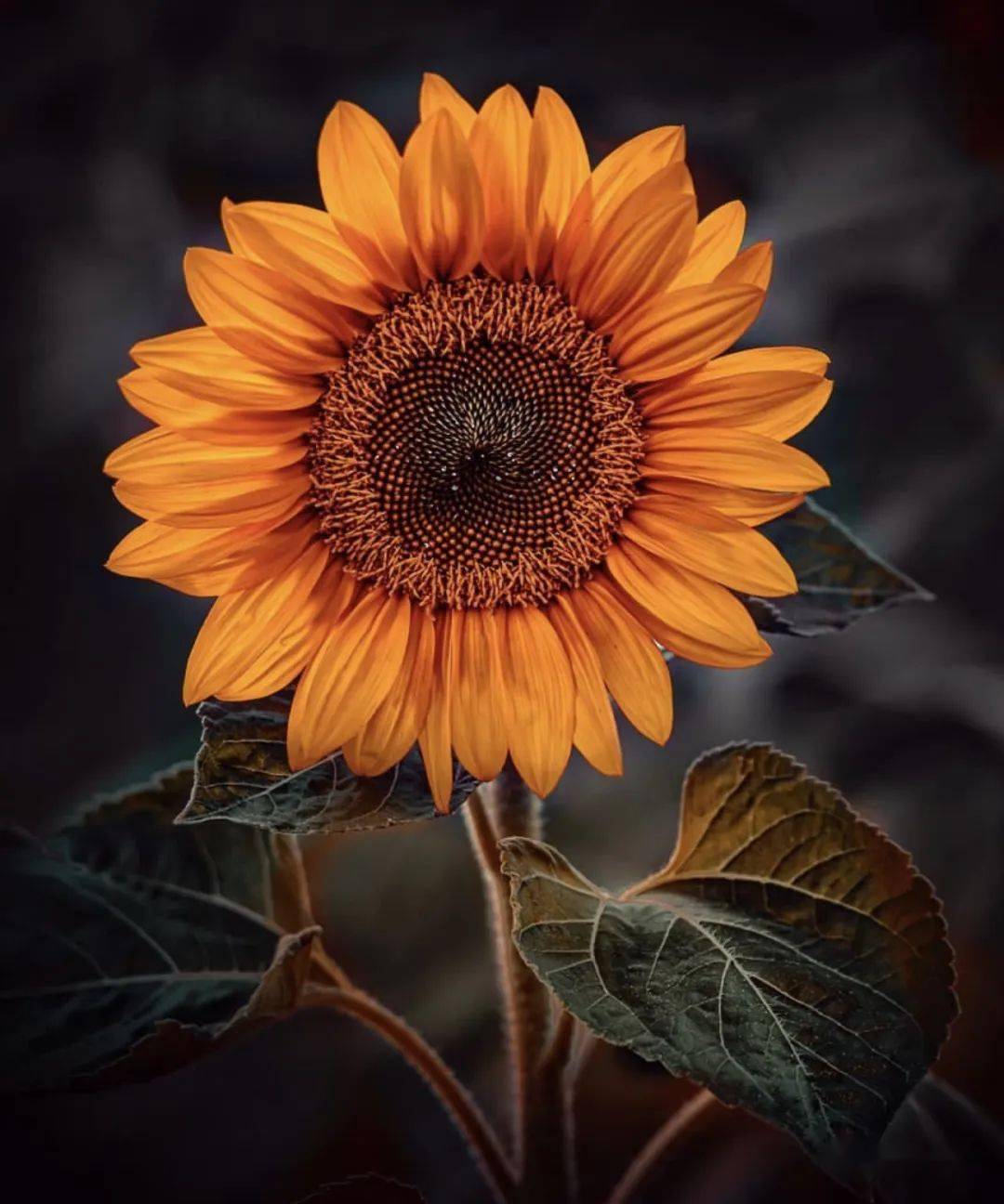 德国摄影师镜头下的向日葵:花火交融,浴火重生_photo_by_共鸣