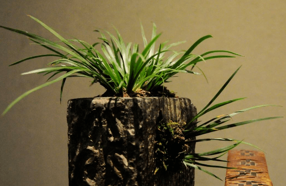 龙血树养护方法_植物风水知识 家居风水植物有_客厅旺运植物