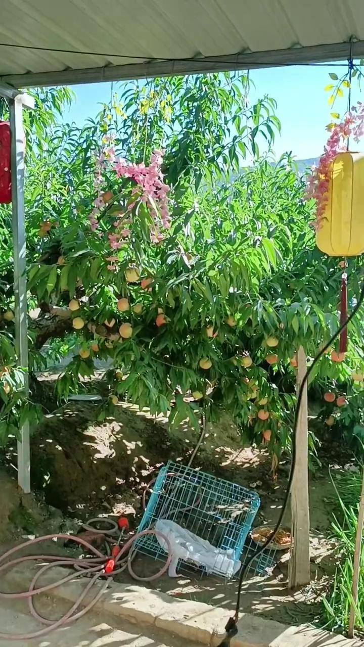 兰州水磨沟河畔川底岗董杰的白凤桃喜获丰收 #寻美中国 #如意甘肃行
