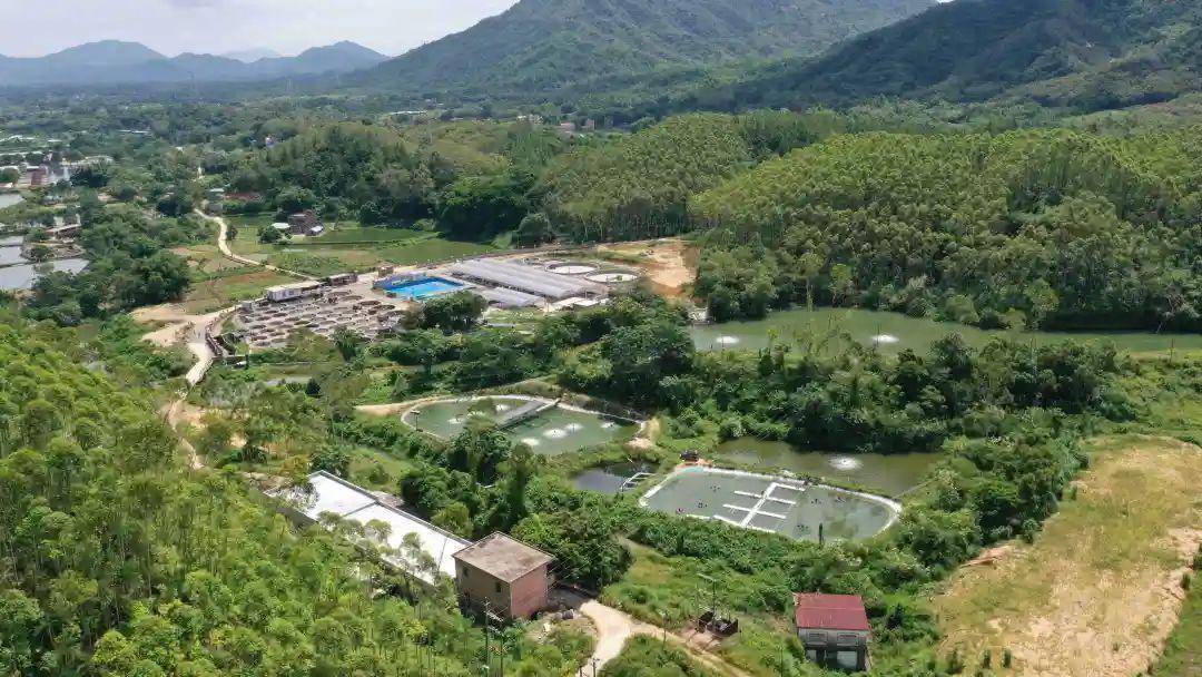 阳江:阳春市鳜鱼种苗产业园不断完善产业链_鱼苗_饲料_养殖