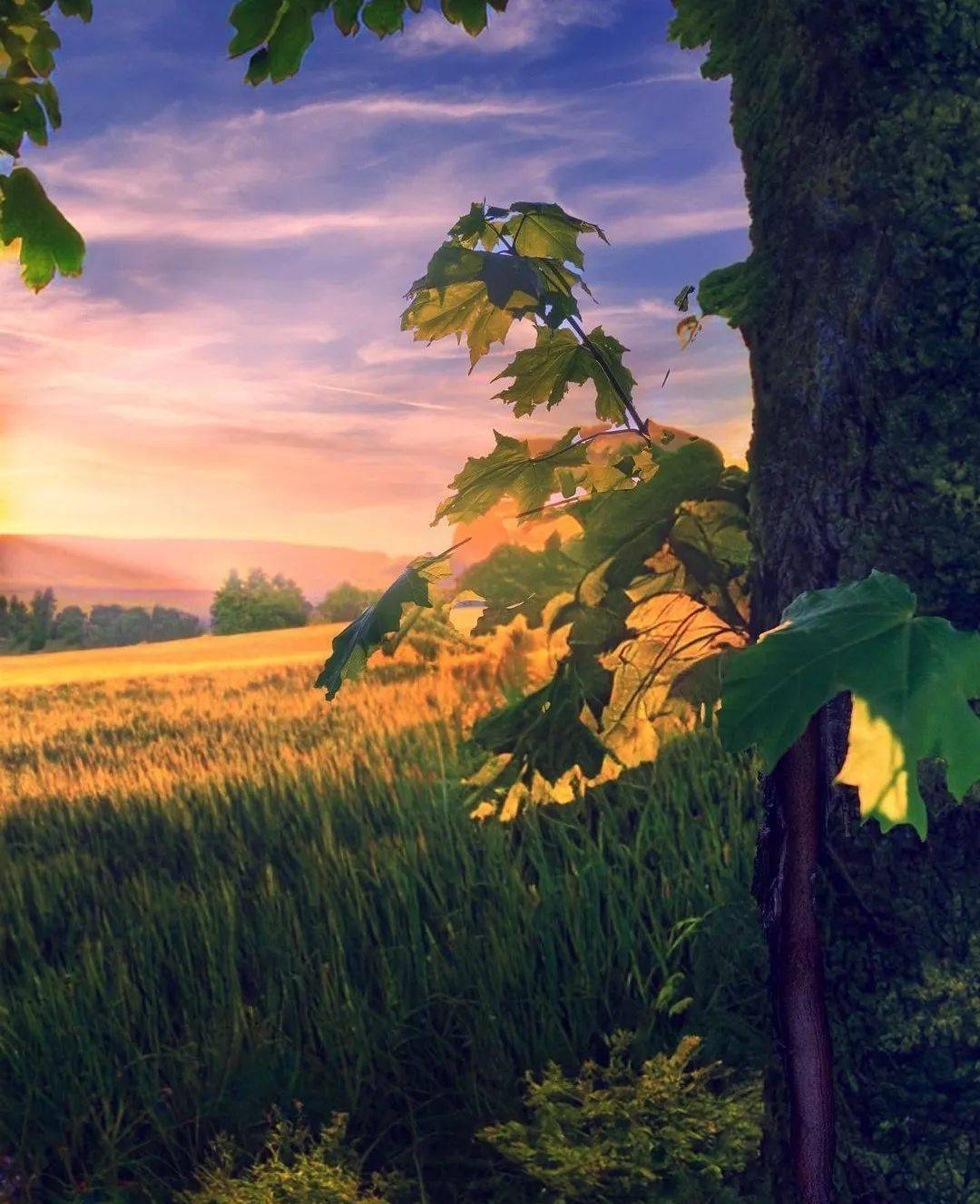 树下,迷人的画卷_气息_大自然_风景