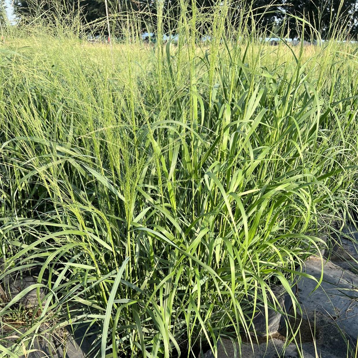 细叶芒:低维护高颜值的“懒人植物”_种植_年分株_修剪