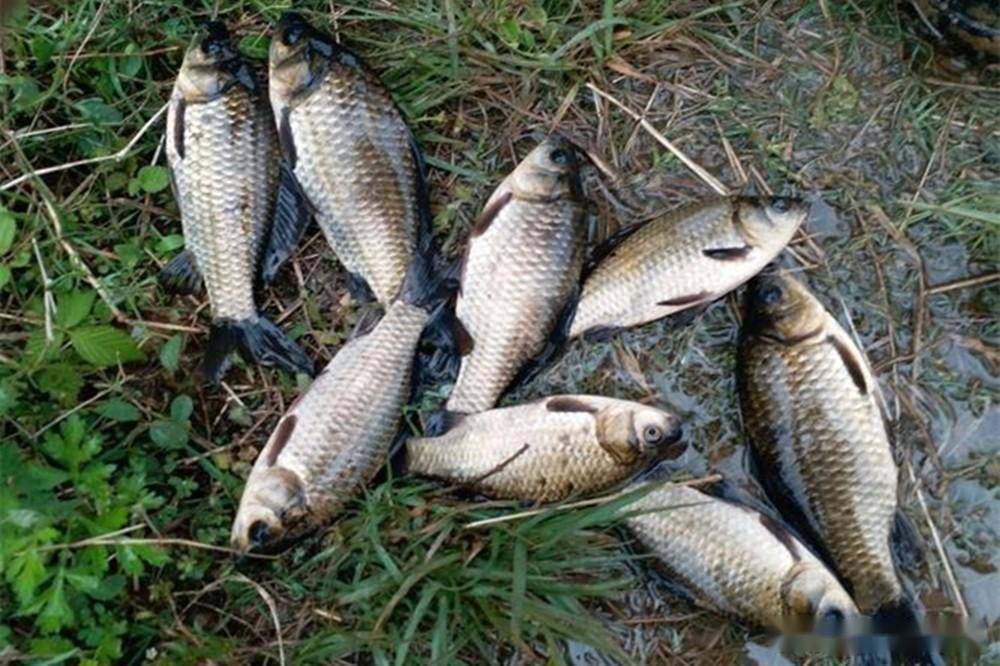 野钓大鲫鱼,公丁香的"不传秘方","绝杀"半斤以上_效果_蚯蚓_饵料