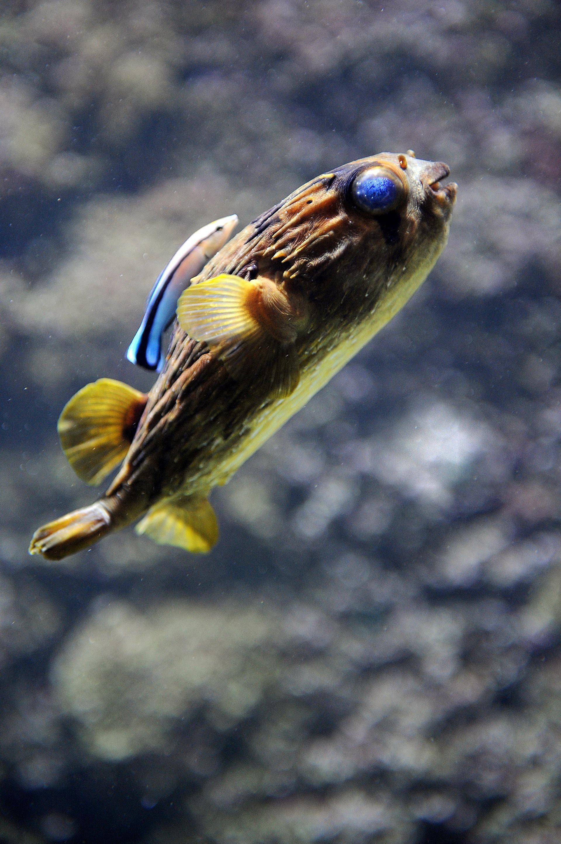 种海洋生物包括温顺的礁鲨迷人的海鳐鱼难以捉摸的海鳗小巧的海马