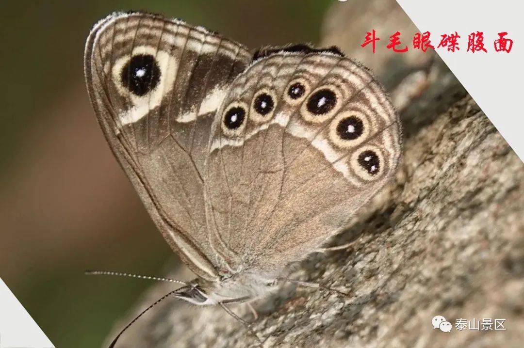 【泰山昆虫科普】——斗毛眼蝶