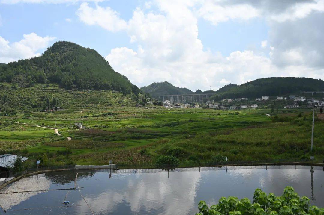 开阳县毛云乡:"稻 鸭"生态养殖 走出增收新"稻"路_庄村_鸭子_毛栗