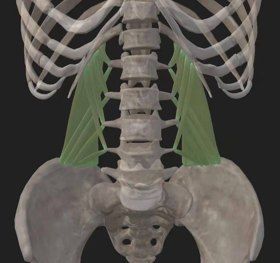 腰方肌是腰部的深层肌肉,起于髂嵴的内缘,向上止于第12肋和第1