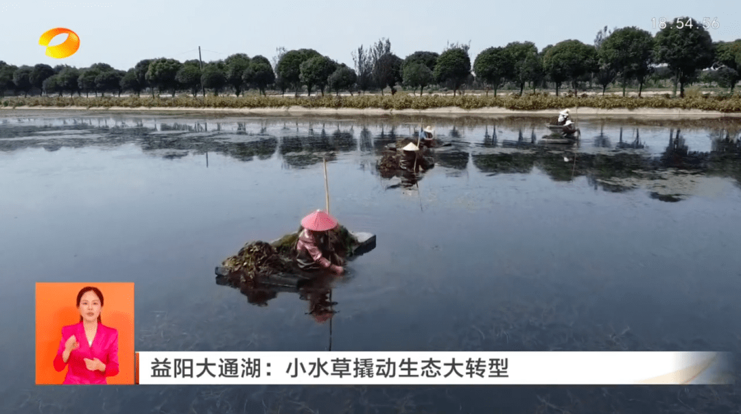 湖南新闻联播 益阳大通湖：小水草撬动生态