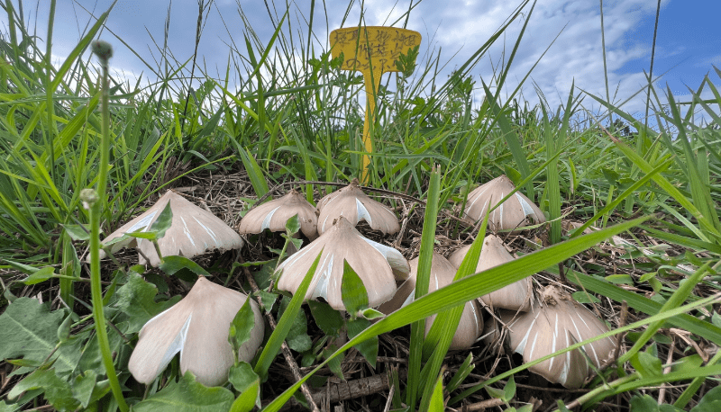 南华县雨露乡人工种植鸡枞菌大量出菇