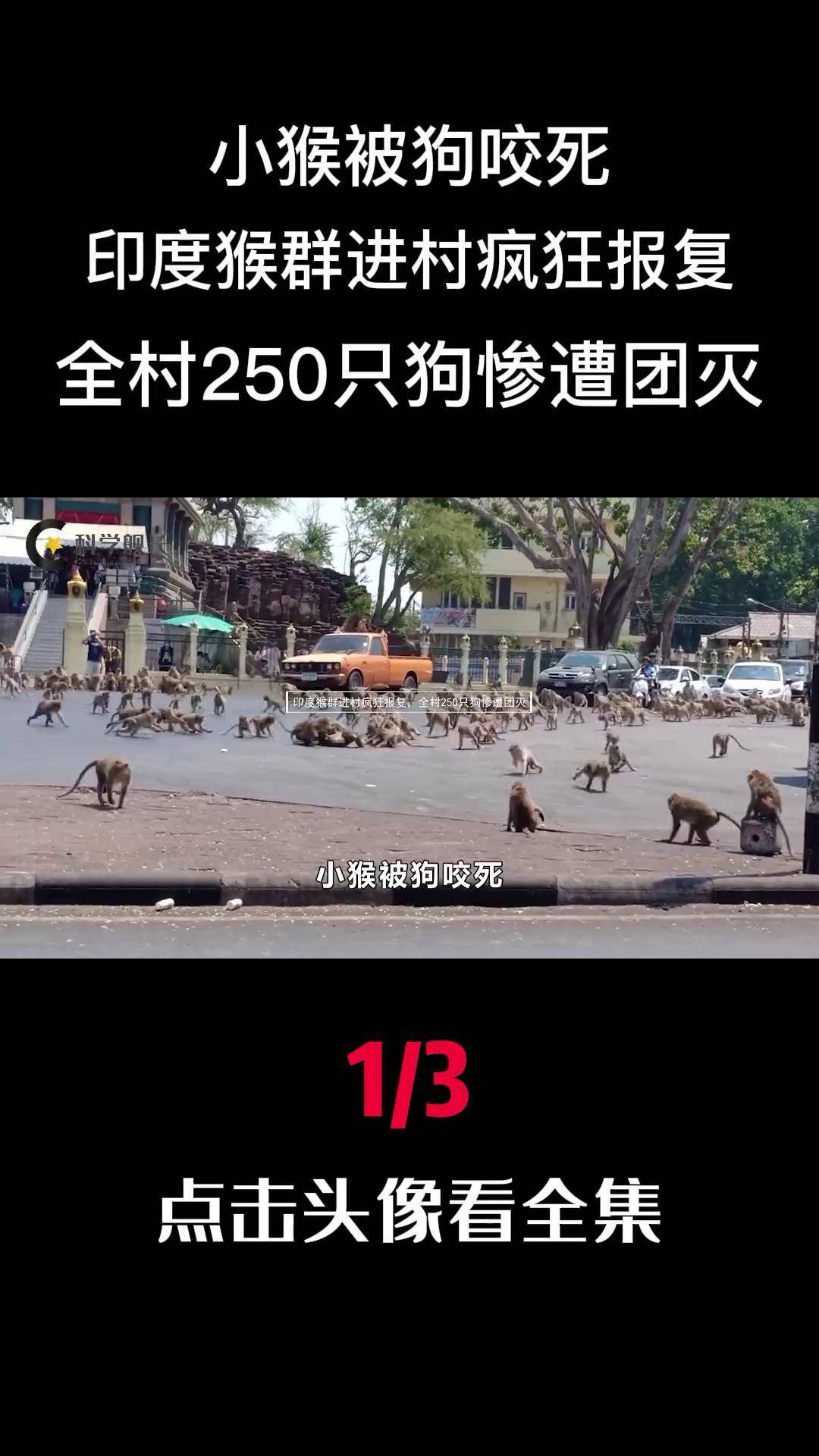 猴子摔死250只狗图片