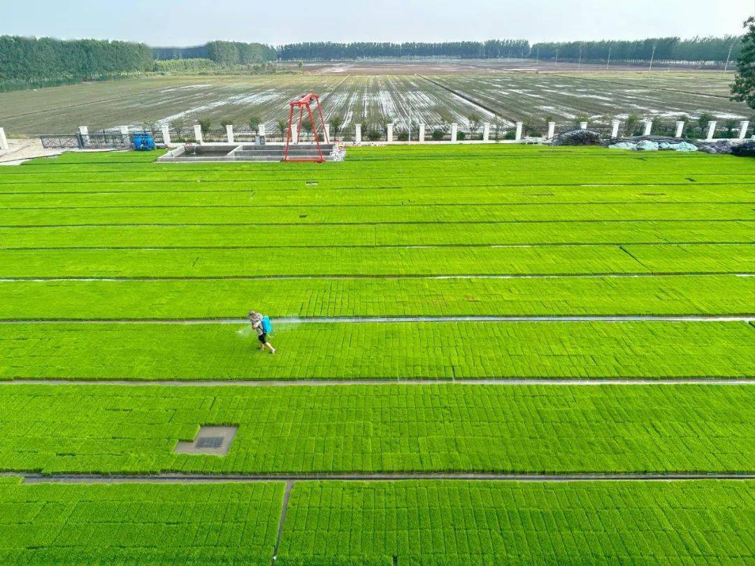东海:控减直播稻 推广机插秧 减少农田回归水污染_育秧_水稻_连云港