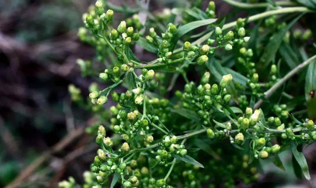 防范外来物种入侵丨野蛮生长的苏门白酒草_防治_危害_草本植物