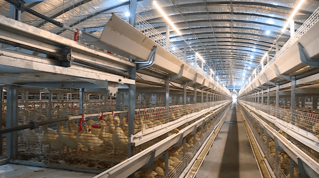 【聚焦高质量发展】蒙城:打造长三角区域"菜园子""肉铺子"_加工_企业