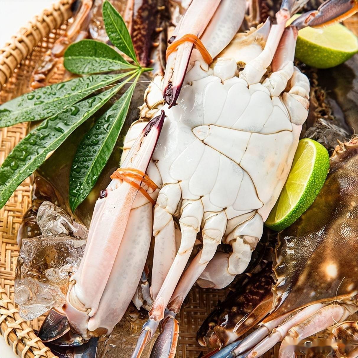 东海小开渔,吃货有口福_梭子蟹_产地_捕捞