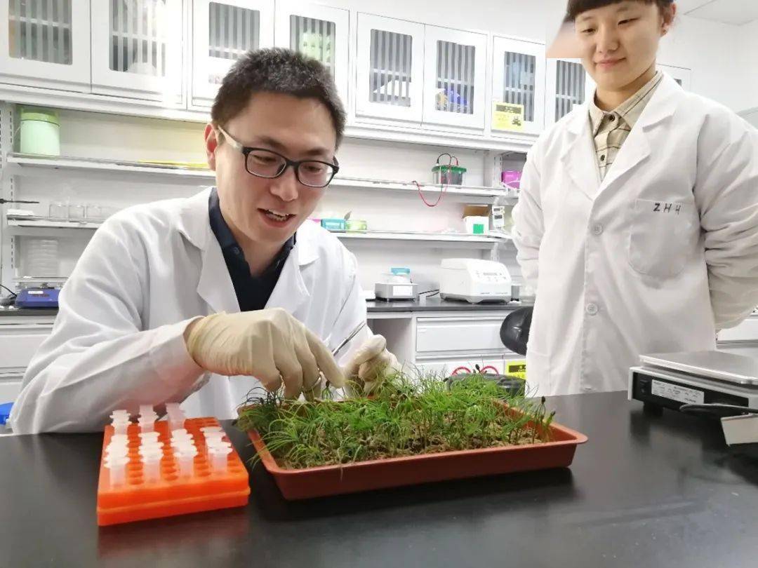 北林大教师,入选强国青年科学家!_科技_研究_针叶树