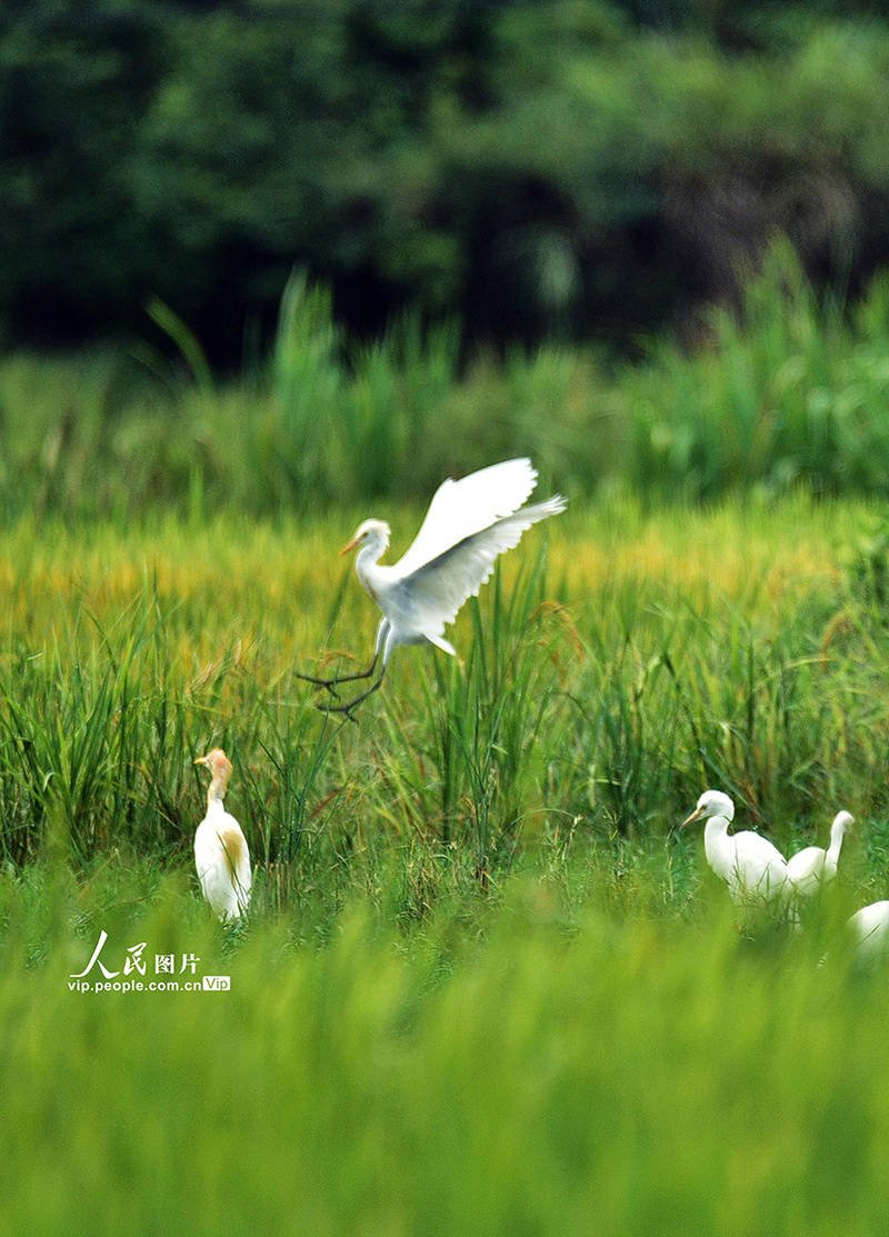 湖南嘉禾:生态田园白鹭飞_湿地_黄春_鸟类