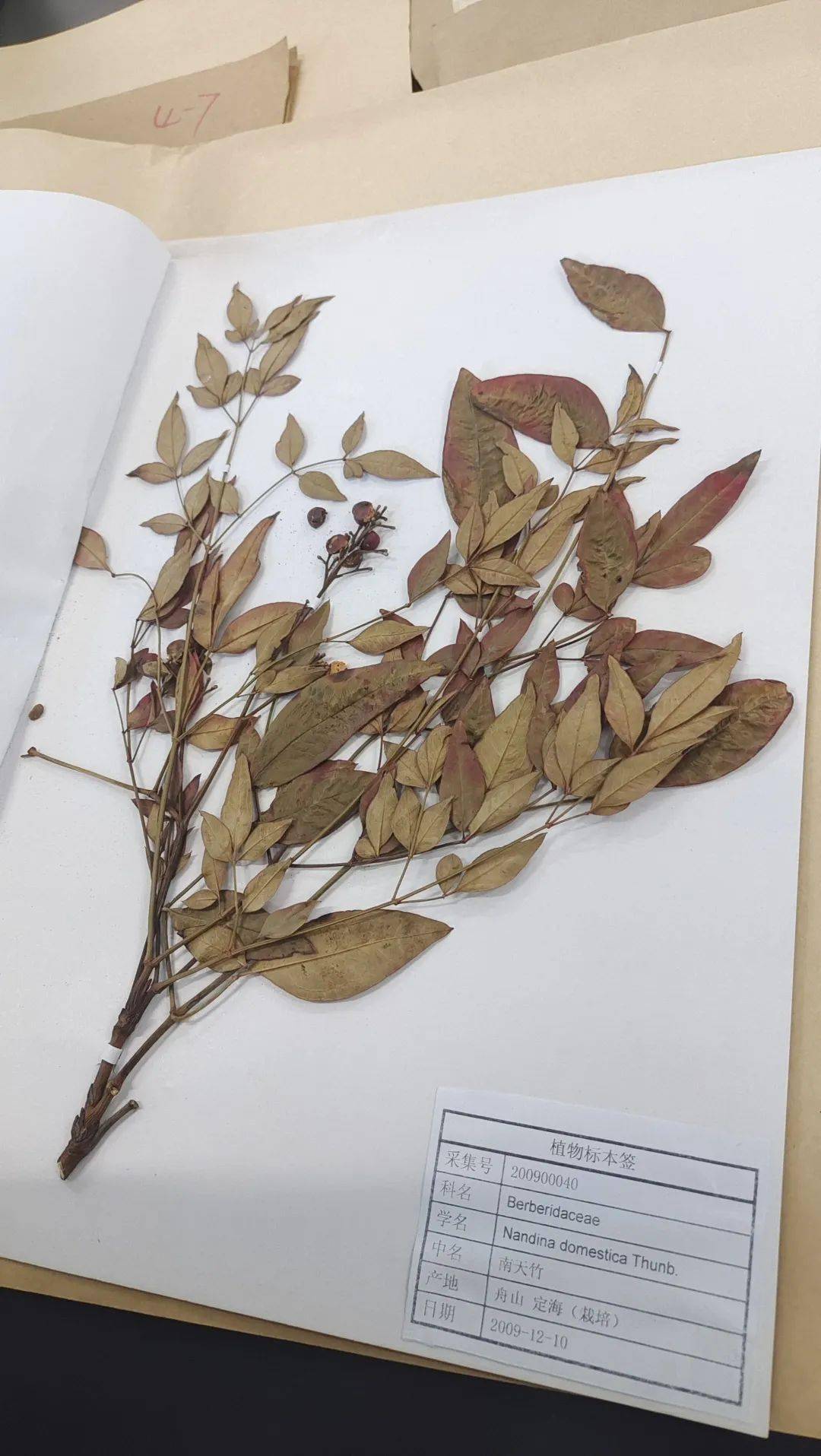 这些动植物标本帮你定格那年夏天的记忆_步骤_昆虫_压制