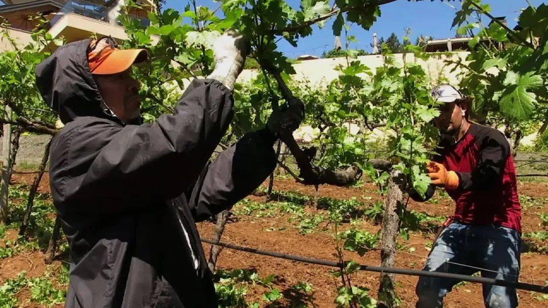 葡萄_意大利_glera