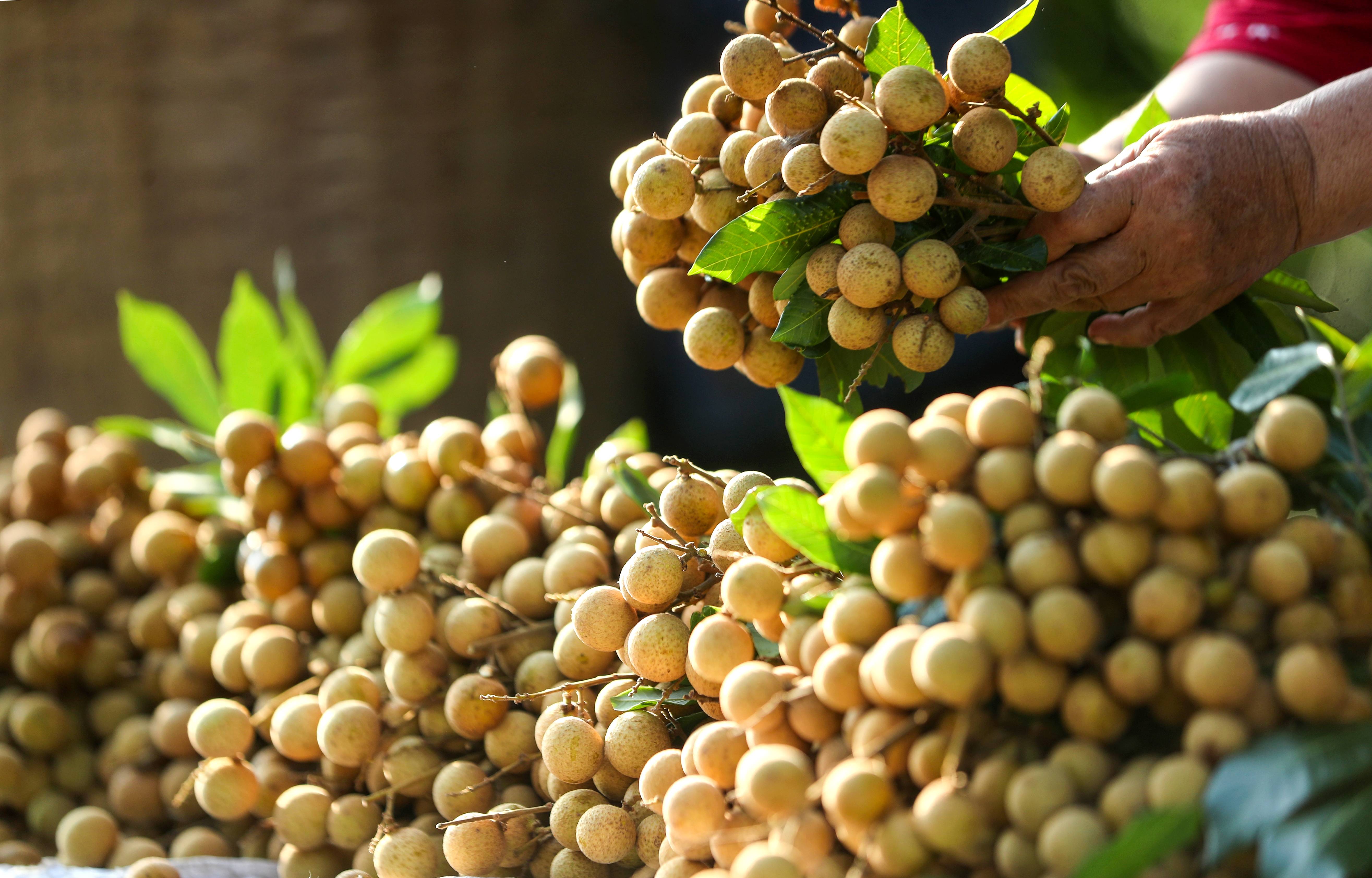 (社会)四川泸州:桂圆丰收采摘忙_刘学懿_江阳区_村民