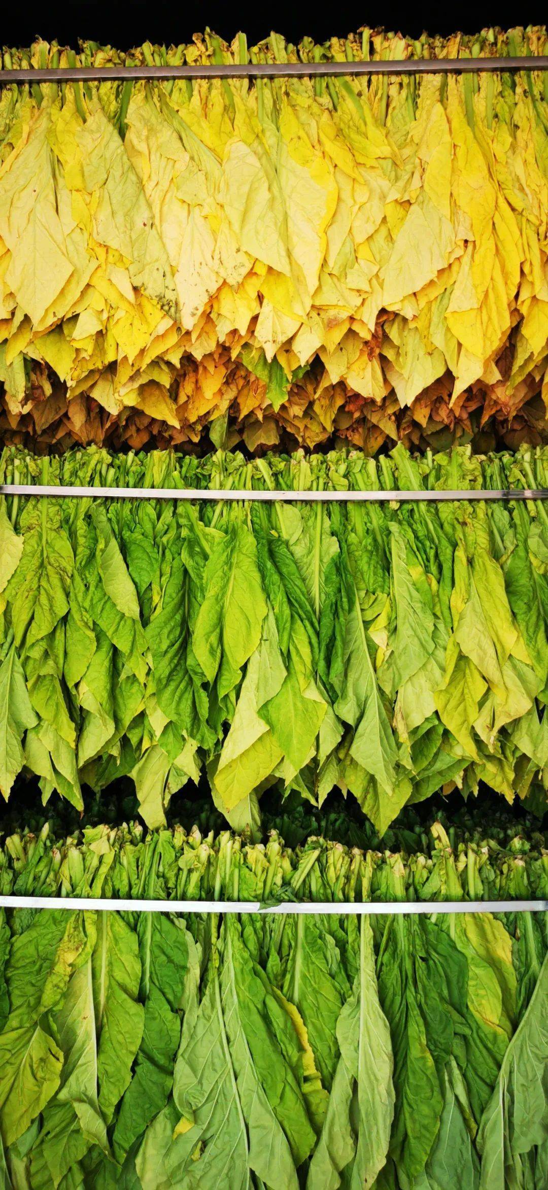 乡村振兴 | 开"烤"啦!万亩烟叶变身致富"黄金叶"