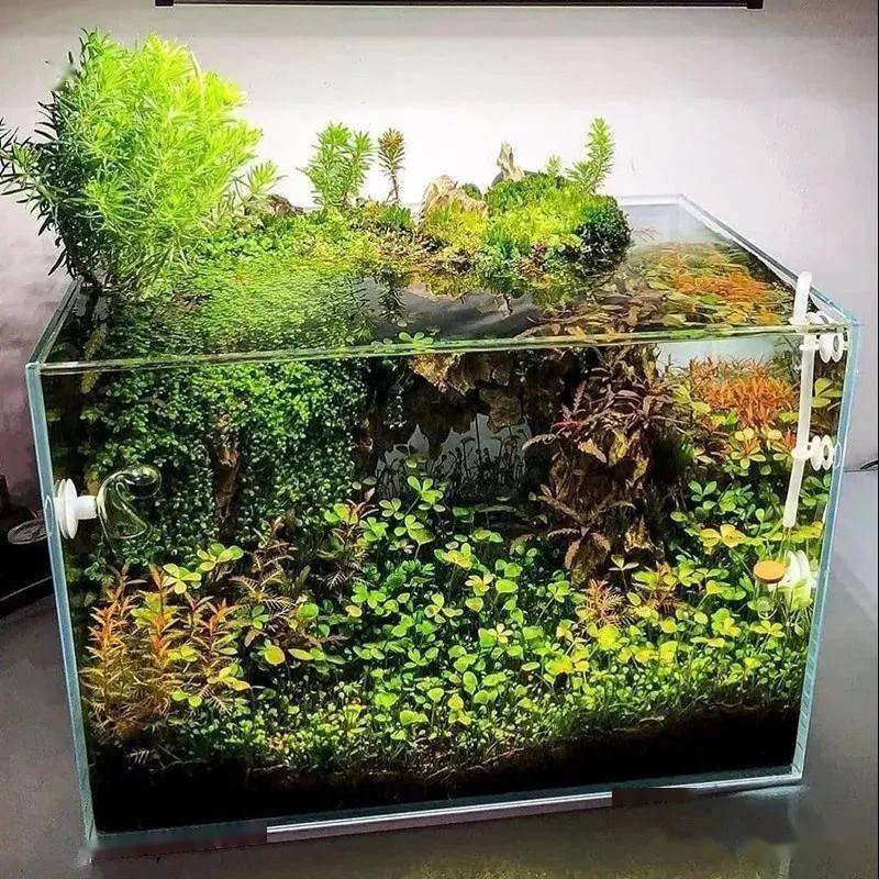 他们不养花不养鱼,却离不开鱼缸!_水族_风格_造景