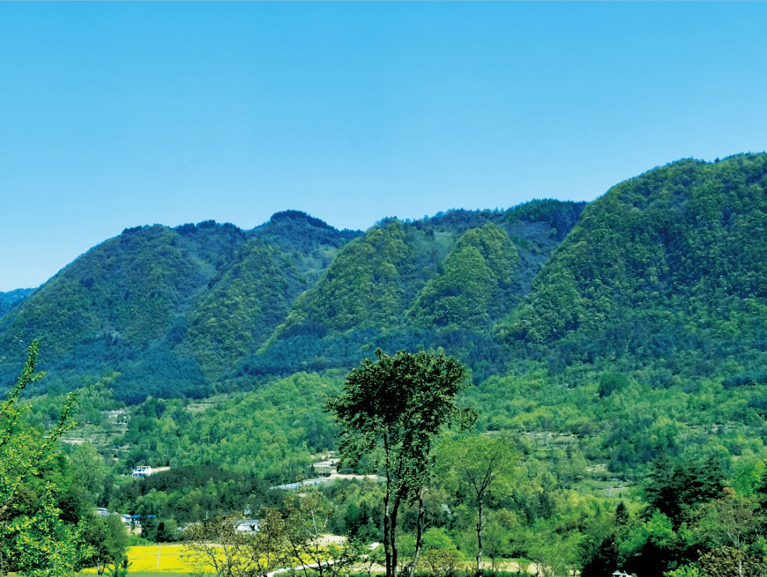 风雅壁州 山水通江丨空山天盆,藏在森林秘境里的天然氧吧!