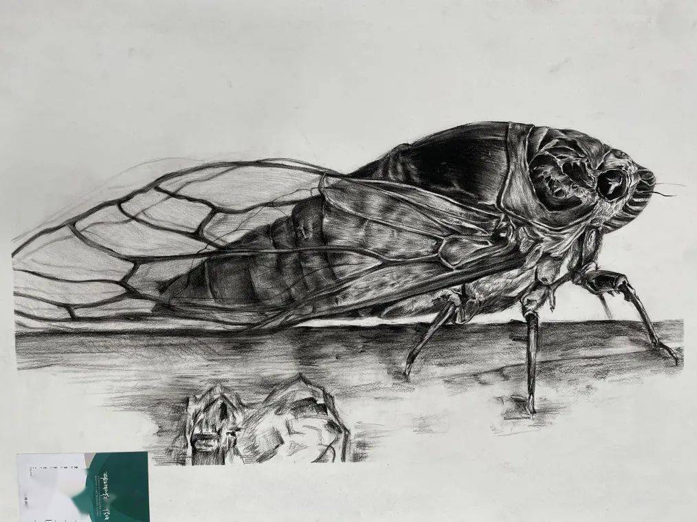 强化美术暑期班优秀作品展|领先一步,蜕变一夏_教学_基础_素描