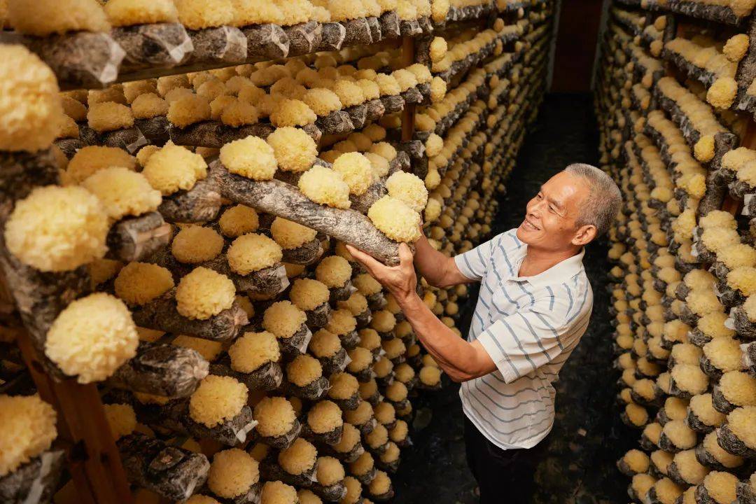 聚焦乡村人货场,助力山货上头条