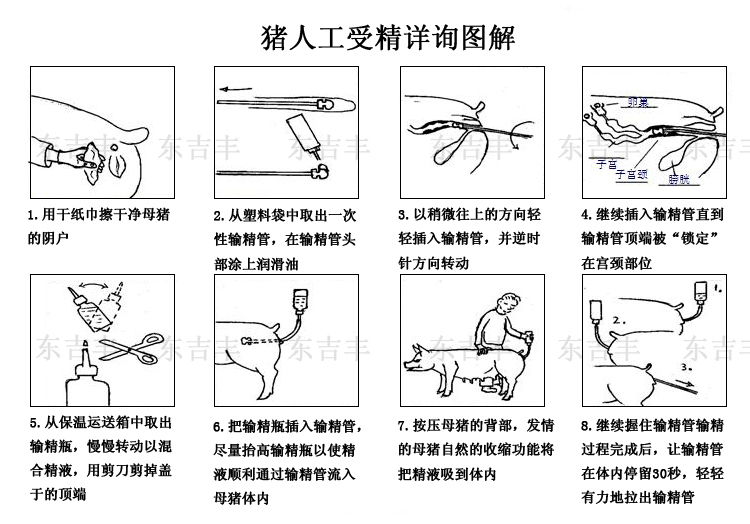 母猪人工授精插管深度图片