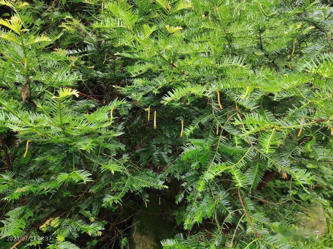 近期,全宝山林场工作人员发现林区内粗榧树存在较为严重的病虫害,林场