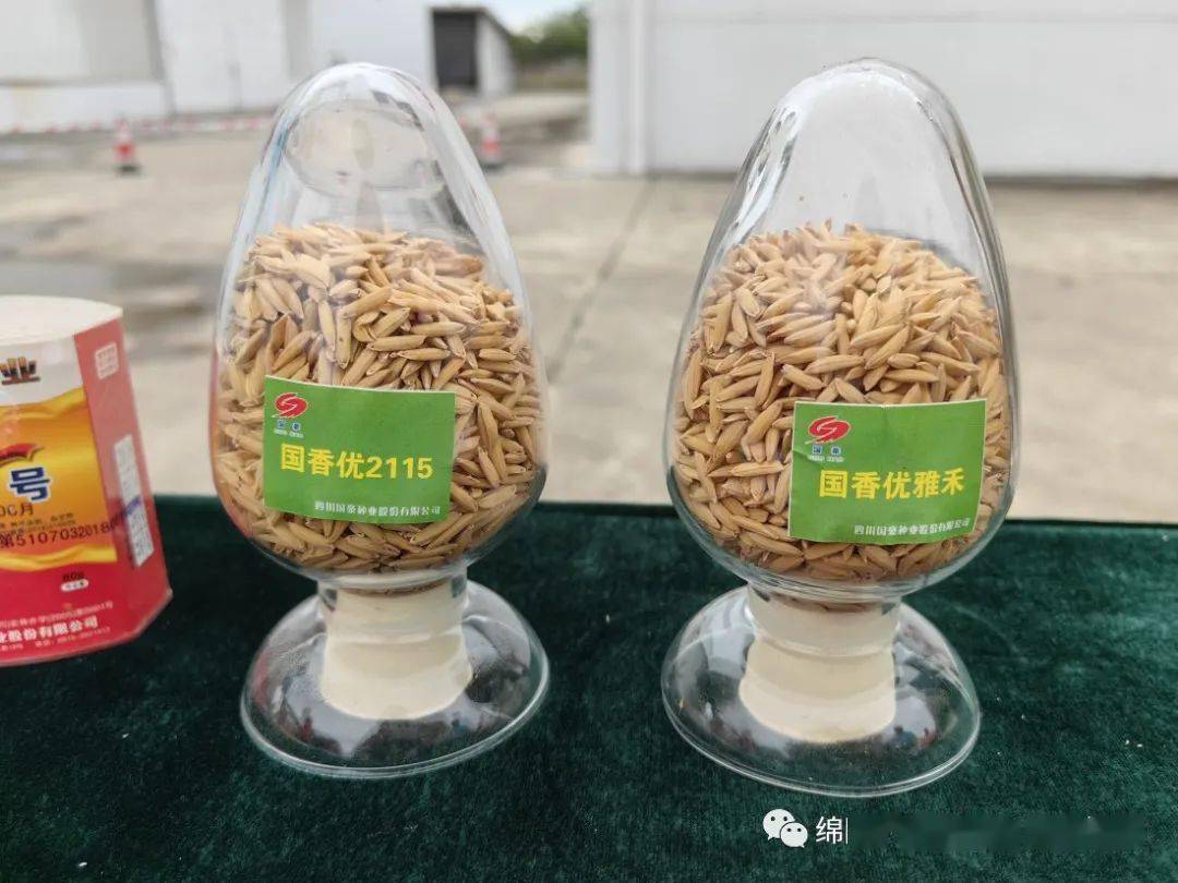 "绵阳造"国香优2115,优秀!_水稻_生产_种业