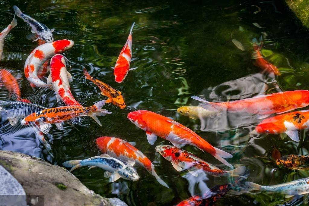 临沂 锦鲤水中游弋红尾金翅