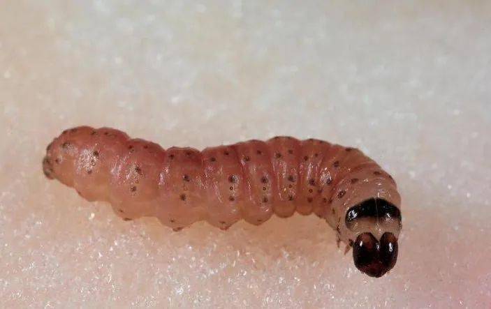 防范外来物种入侵丨毁灭性蛀果害虫苹果蠹蛾_幼虫_检疫_果实
