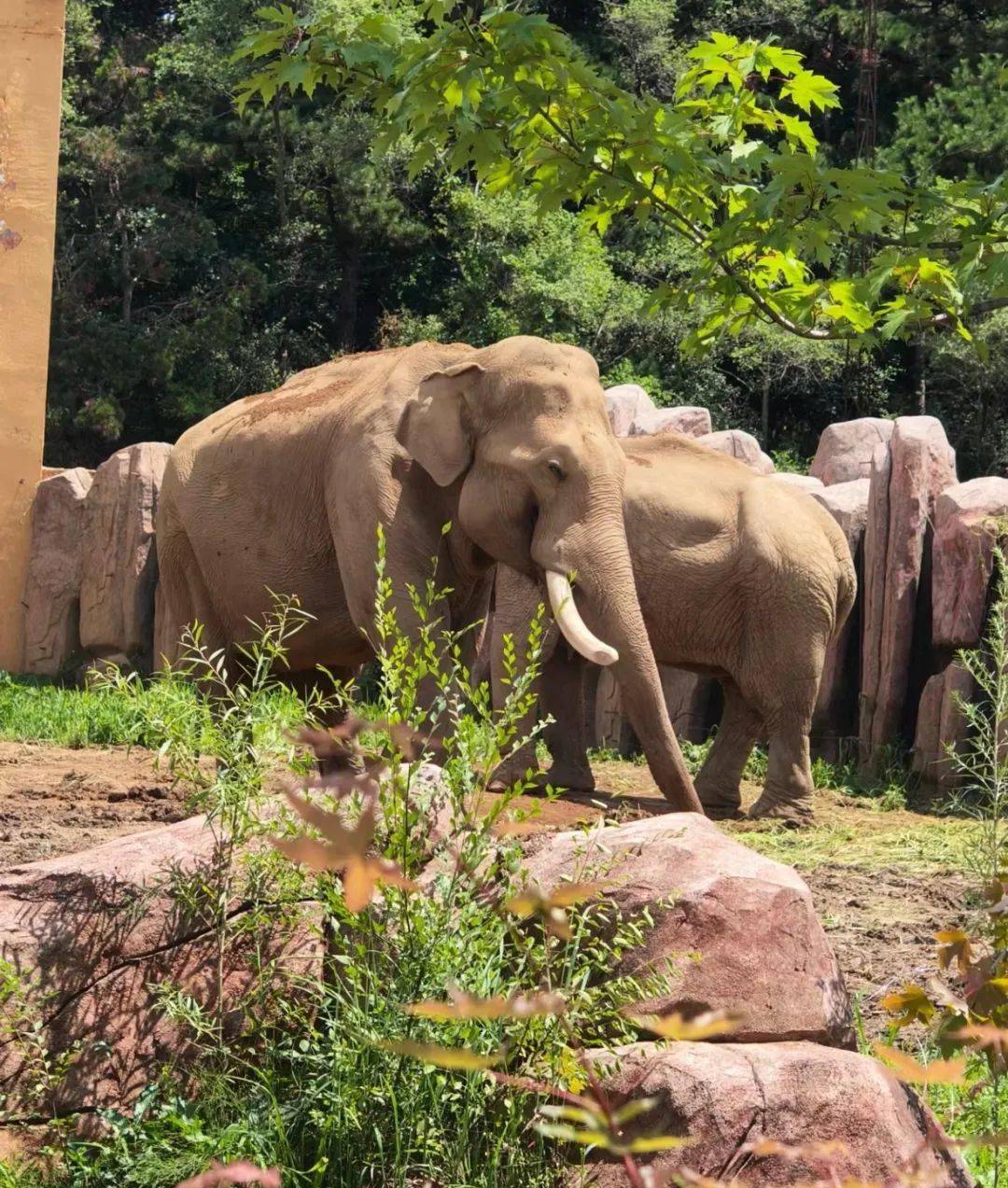 開學季 | 我要抓住假期的小尾巴2!_森林動物園_遼寧省博物館_建築