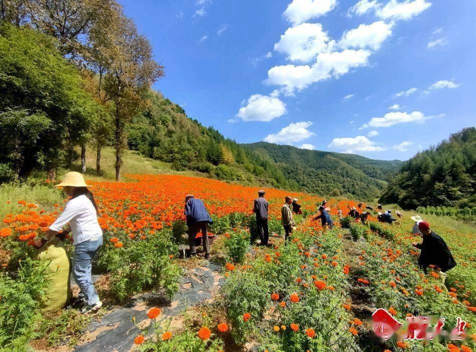 武山县温泉镇:万寿菊绽放出"芳香经济"_乡村_产业_发展