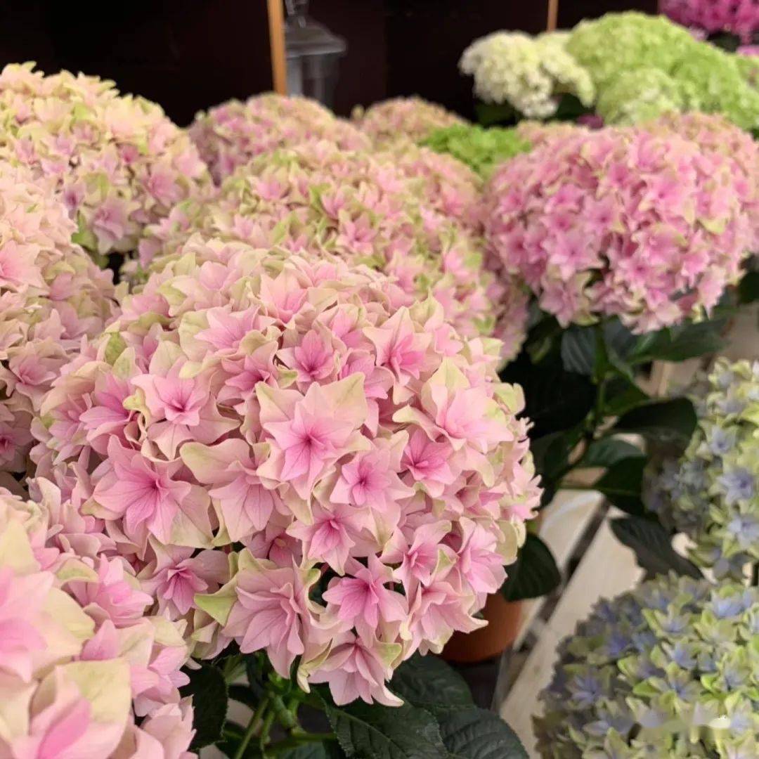 "列车(沙龙)"色彩柔和淡雅,未调蓝时,是淡粉色,调蓝后为灰蓝色.