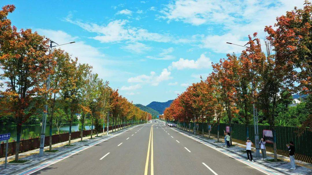 枫树提前焕彩颜 五彩斑斓似深秋_崇义_过埠镇_移植